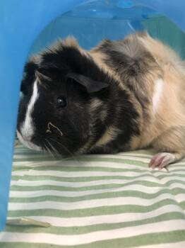 Rescue Guinea Pig Guinea Pigs for Adoption in Morristown, New Jersey - Star *Lives With Moon* | PetCurious